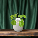 Pilea Peperomioides