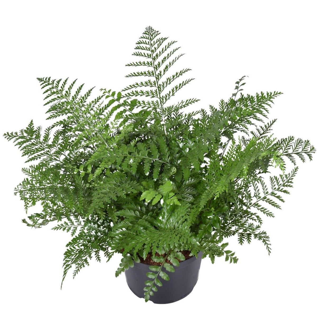 Asplenium Parvati