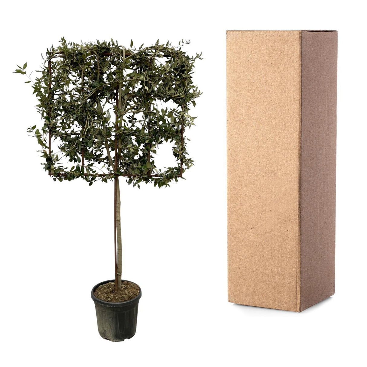 Quercus ilex tree on rack