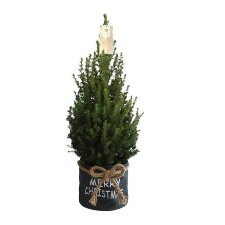 Christmas Tree in Xmas bag blue - Picea Glauca Conica