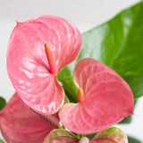 Anthurium Pink Explosion with Lisbon white basket - 55cm - Ø17