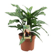 Aglaonema Maria in a 17 cm pot, 40 cm tall, showcasing lush, green leaves with elegant variegation.