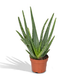 Aloe Vera - Ø12cm - ↕40cm - Ø12 - ↨40cm