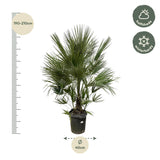 Chamaerops Humilis struik