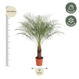 Phoenix Canariensis